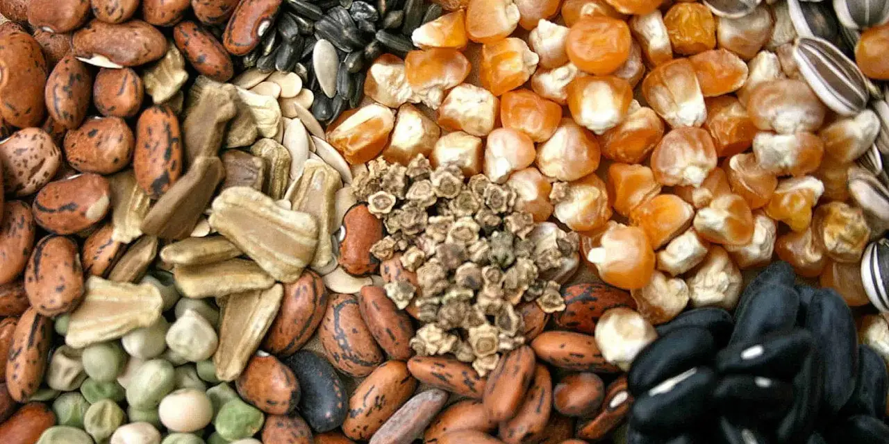 Varietà di semi antichi italiani: fagioli, mais, girasole, piselli e altri.