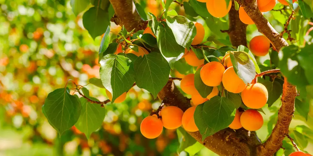 Albicocche mature su un ramo. L'albicocco inizia a fruttificare dopo circa 3-4 anni dalla messa a dimora.