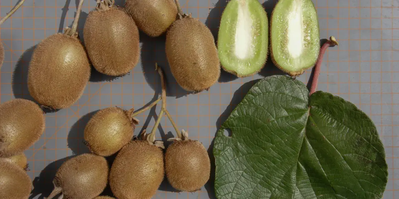Frutti di kiwi interi e tagliati, con una foglia verde. La coltivazione kiwi è un processo affascinante.
