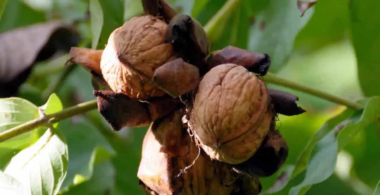 Noci mature pronte per la raccolta, pendono da un noce albero. Le foglie verdi fanno da sfondo.