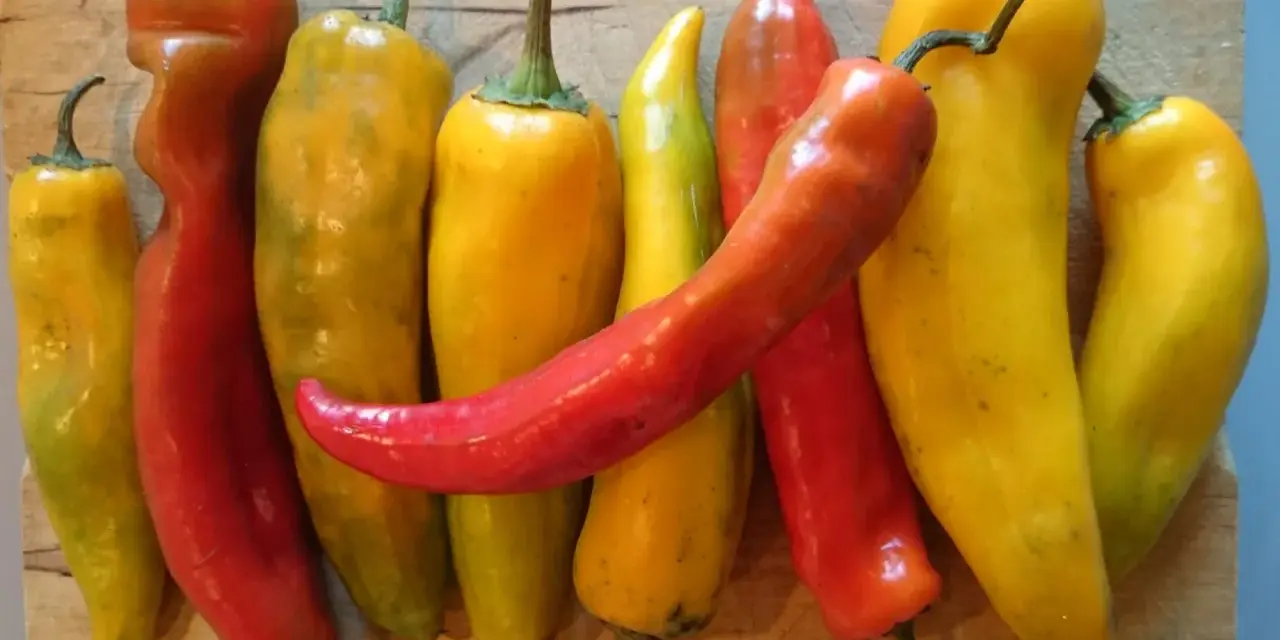 Varietà di peperoni bue, alcuni rossi e altri gialli, disposti su un tagliere di legno. Attenzione, i peperoni bue sono piccanti!