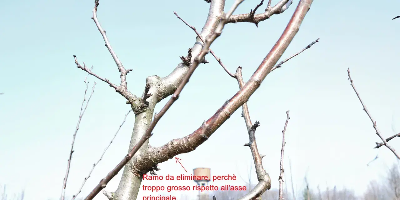 Schema potatura alberi da frutto: ramo troppo grosso rispetto all'asse principale da eliminare.