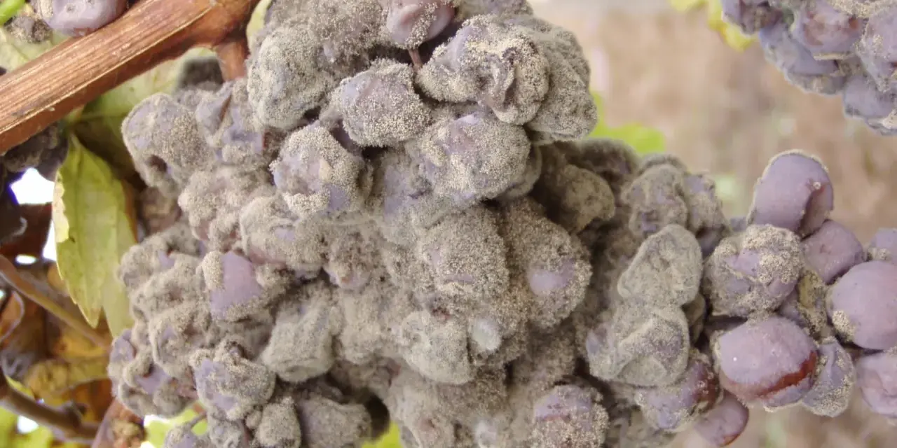 Grappolo d'uva colpito da muffa grigia, con acini viola ricoperti da una polvere biancastra.