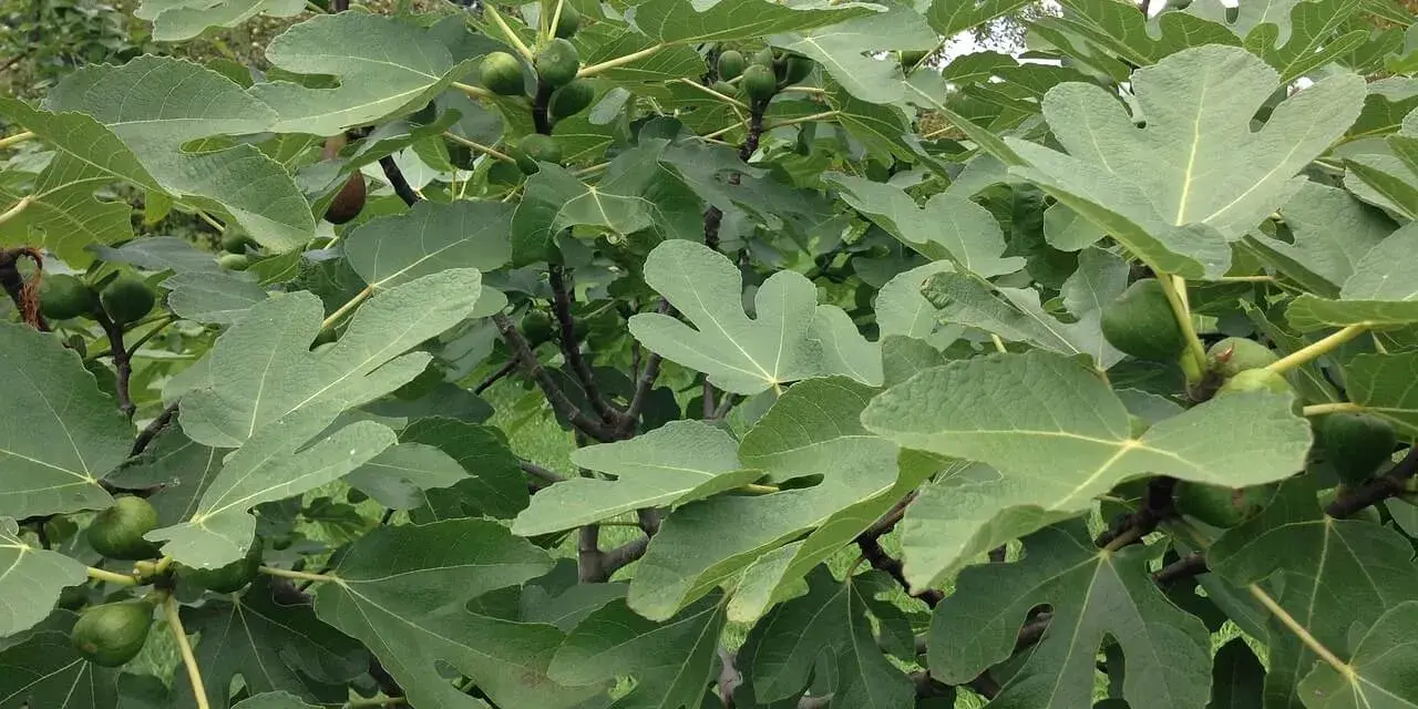 Fico rigoglioso con foglie verdi e frutti acerbi. Attenzione, le radici del fico sono pericolose e invasive, possono danneggiare fondamenta e tubature.