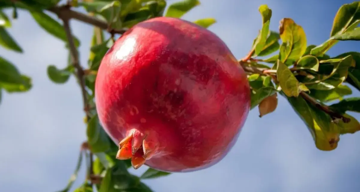 Il colore del melograno, una spiegazione visiva: un frutto maturo, rosso intenso, pende da un ramo con foglie verdi, sotto un cielo azzurro.