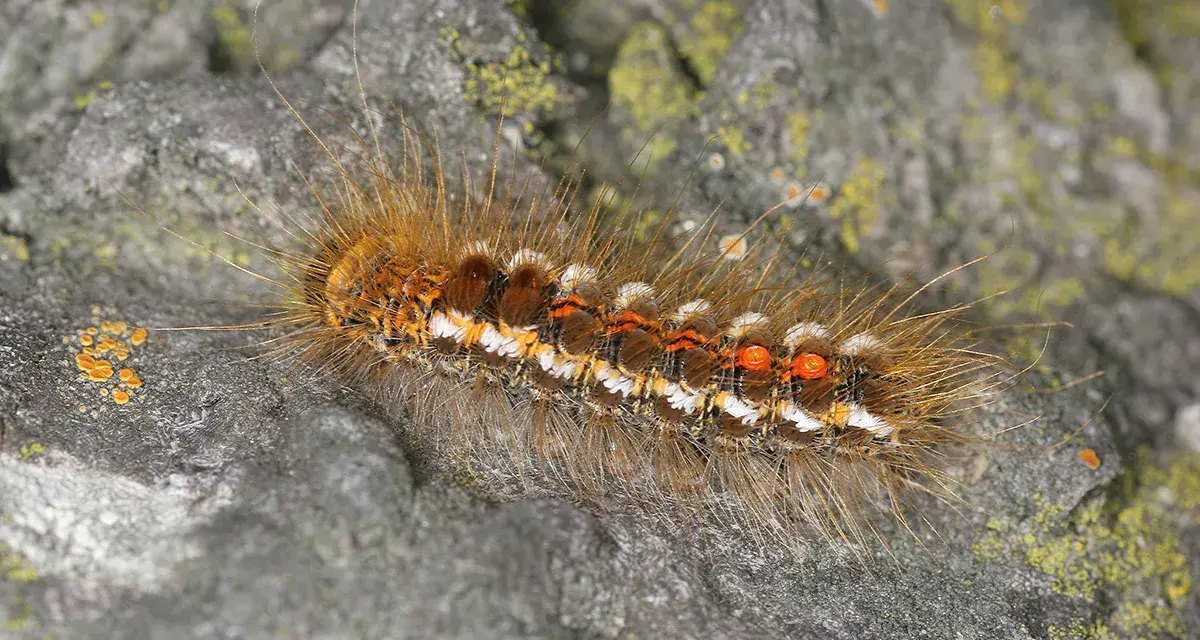 Un verme peloso marrone, con striature bianche e arancioni, si muove su una roccia coperta di licheni.