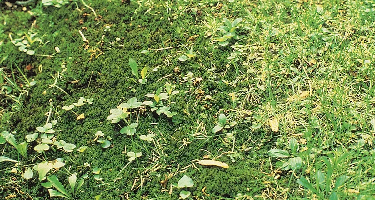Tappeto di muschio verde con piccole piante infestanti e fili d'erba che spuntano.