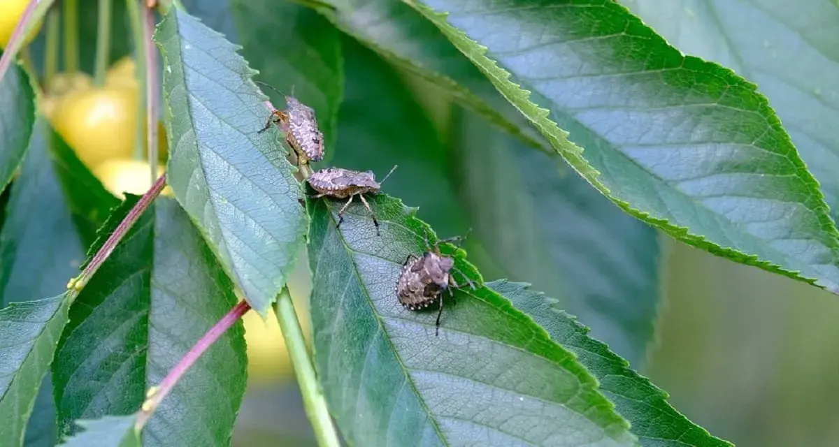 Tre cimici asiatiche si posano su foglie verdi, con ciliegie gialle sfocate sullo sfondo.