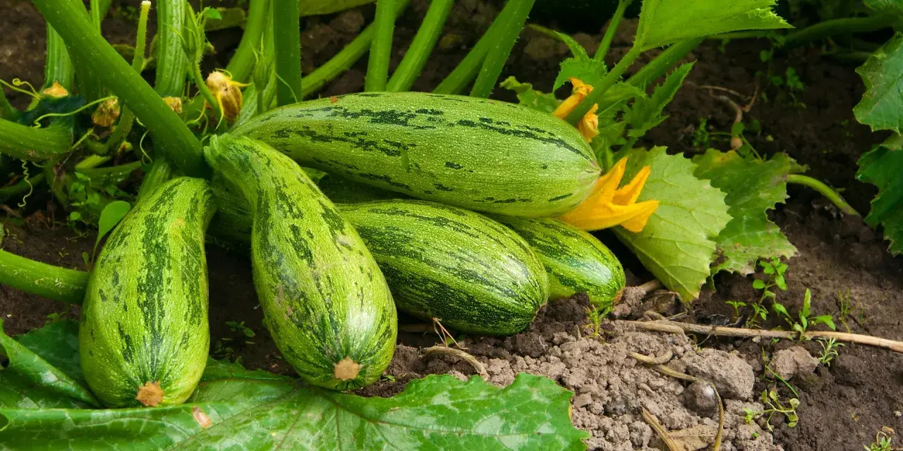 Zucchine striate pronte per la raccolta, un segno che la semina è andata a buon fine.
