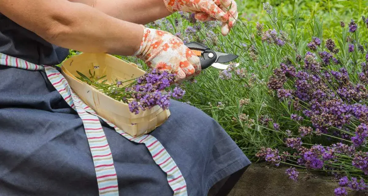 Mani guantate effettuano la potatura della lavanda, raccogliendo i fiori profumati in un cestino di legno.