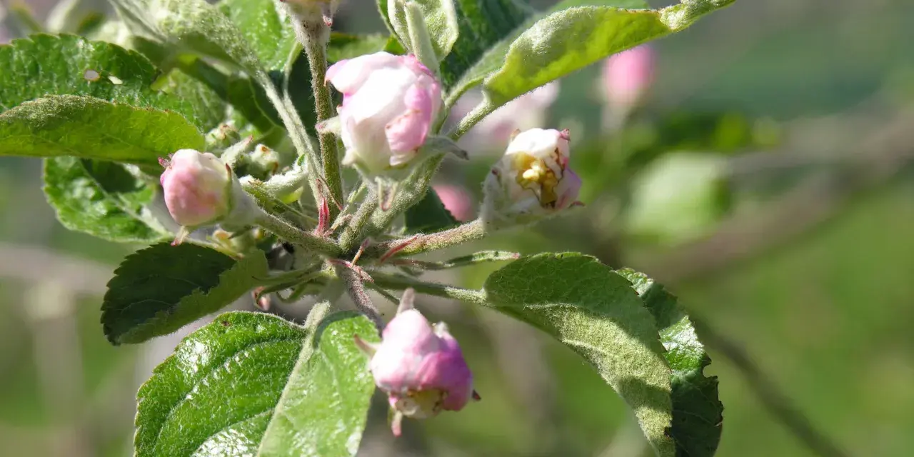 Boccioli rosa e foglie verdi su un ramo de il melo, promettono frutti succosi.