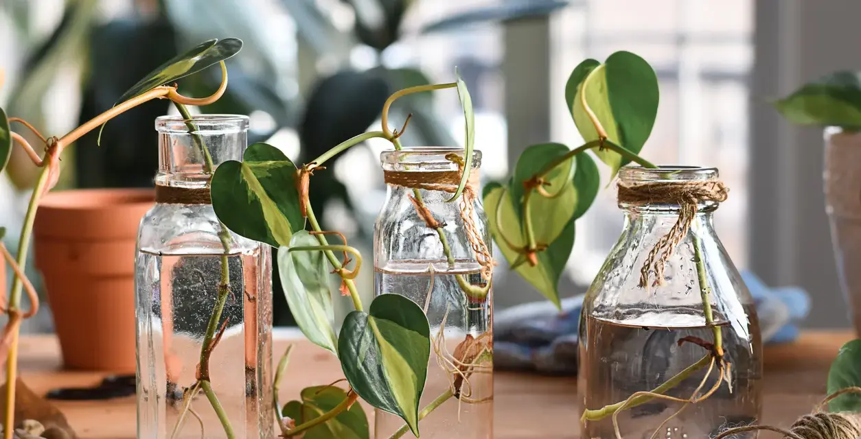 Trecce di piante in bottiglie di vetro, pronte per la riproduzione per talea. Radici che spuntano dall'acqua, un nuovo inizio.