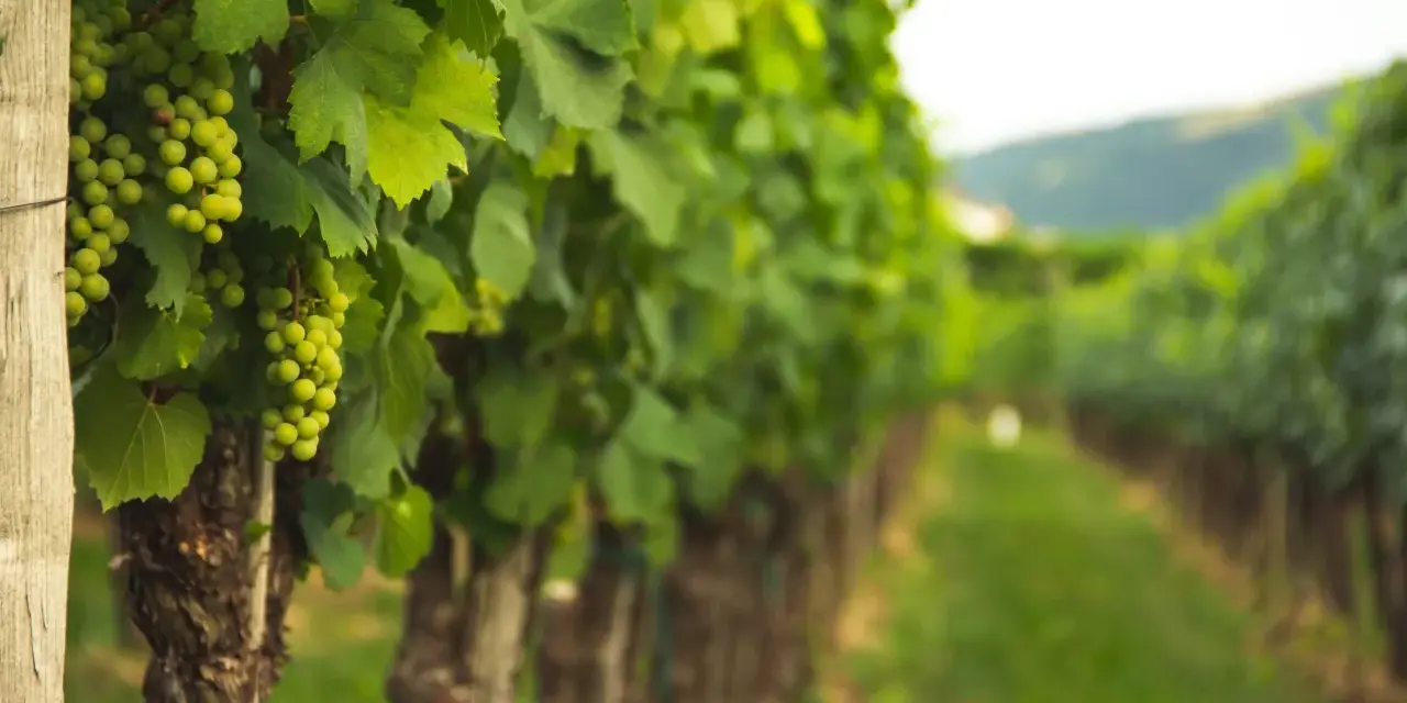 Filari di viti verdi cariche d'uva, un vigneto dove si coltiva la vite con cura.