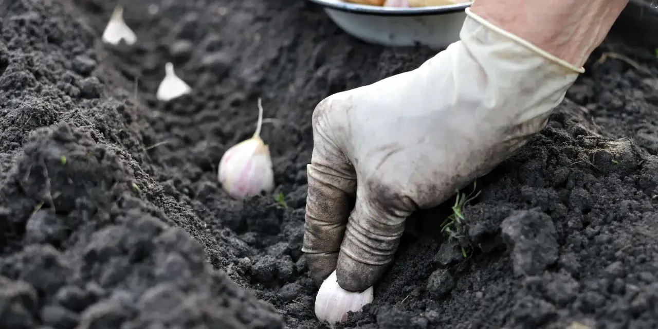 Mano guantata che pianta spicchi d'aglio nel terreno fertile. Segui questi semplici passaggi per imparare come piantare l'aglio e ottenere un raccolto abbondante.