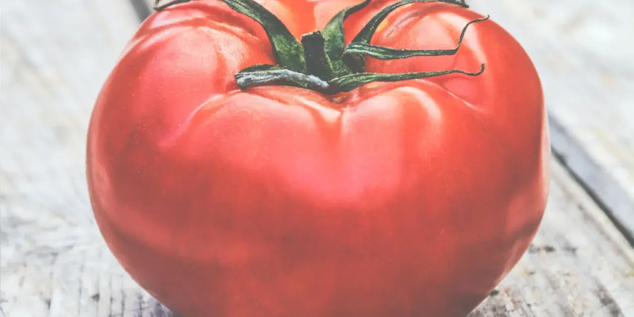 Un pomodoro rosso brillante, quasi gigante, riposa su un tavolo di legno grezzo.