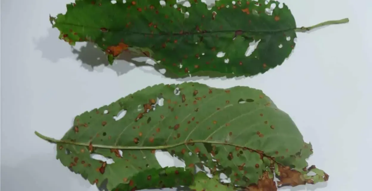 Foglie di ciliegio con macchie e fori, segni di corineo ciliegio.