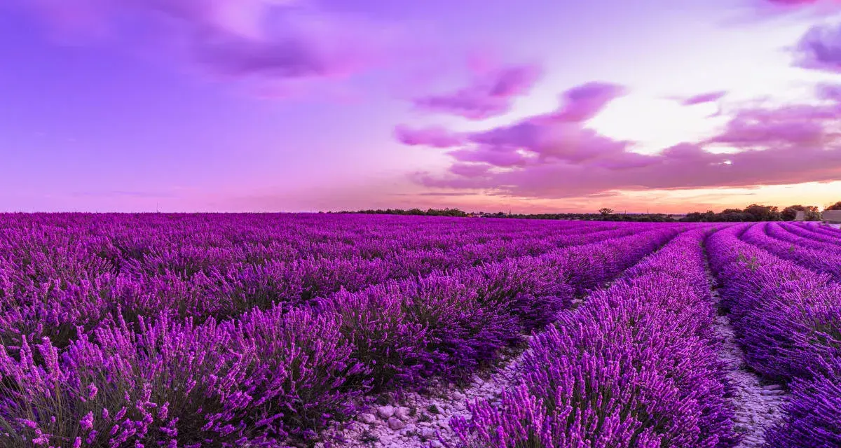 Un campo di lavanda viola intenso sotto un cielo crepuscolare rosa e viola. Un momento magico quando si raccoglie la lavanda, profumo nell'aria.