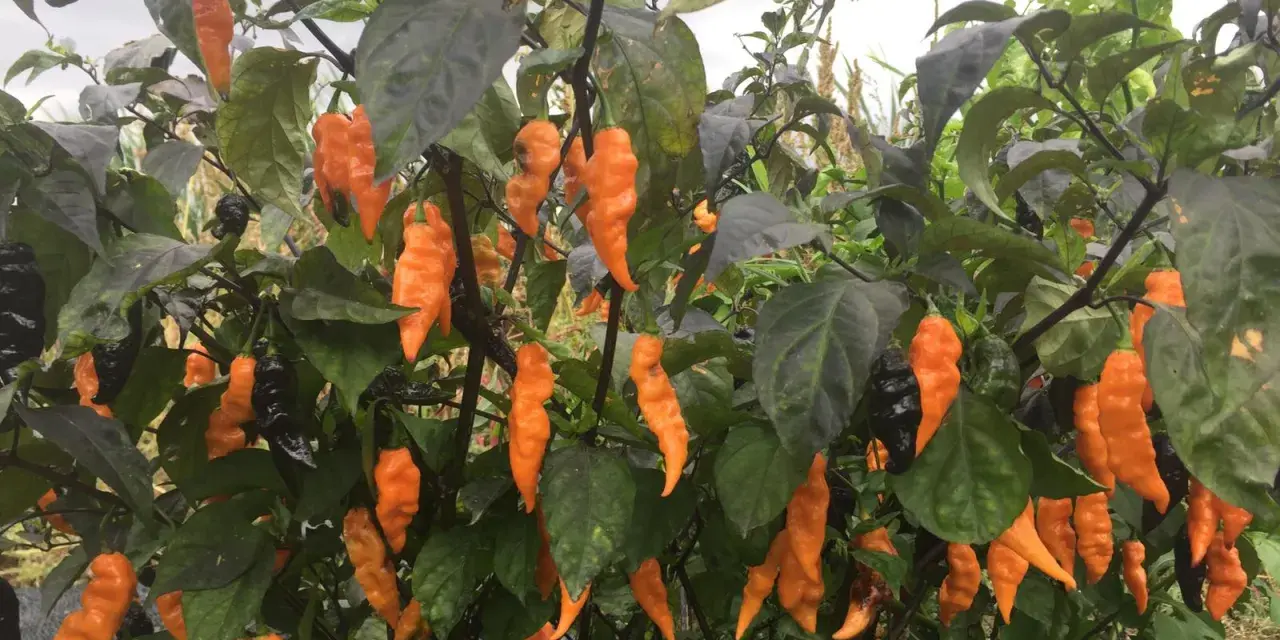 Piante cariche di peperoncini piccanti arancioni e neri, pronti per essere raccolti.