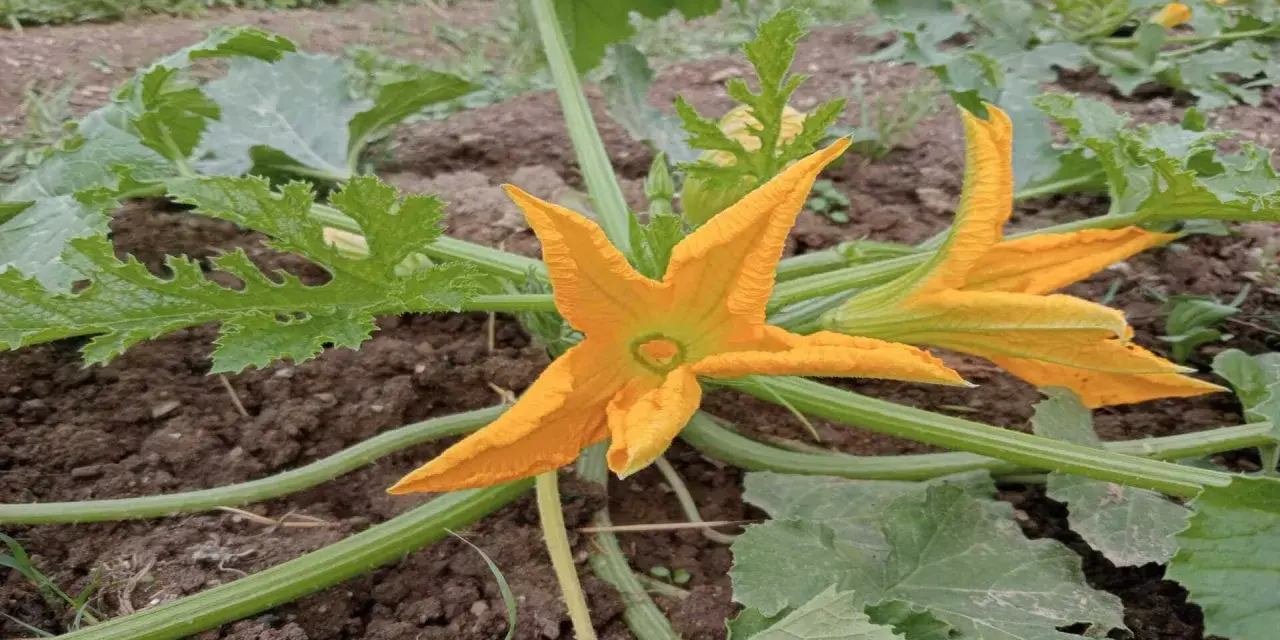 Fiori di zucca arancioni brillanti sbocciano su una pianta rigogliosa, promettendo un raccolto gustoso.