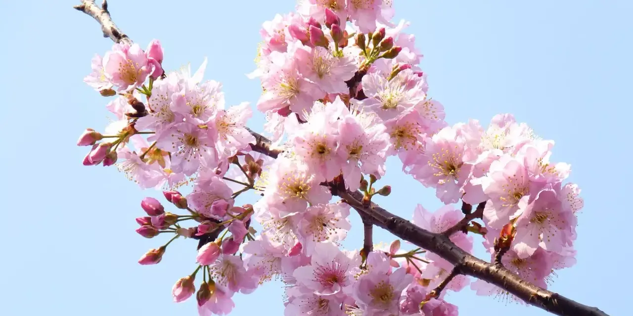 Un ramo di ciliegio in fiore, con petali rosa delicati e boccioli, pronto per un innesto primaverile.