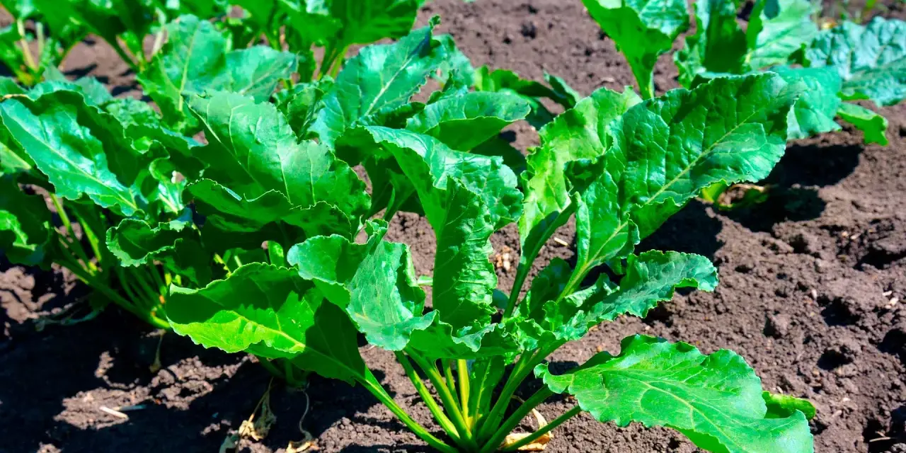 Cime di rapa verdi e rigogliose in campo, promettendo una ricca stagione di raccolto.