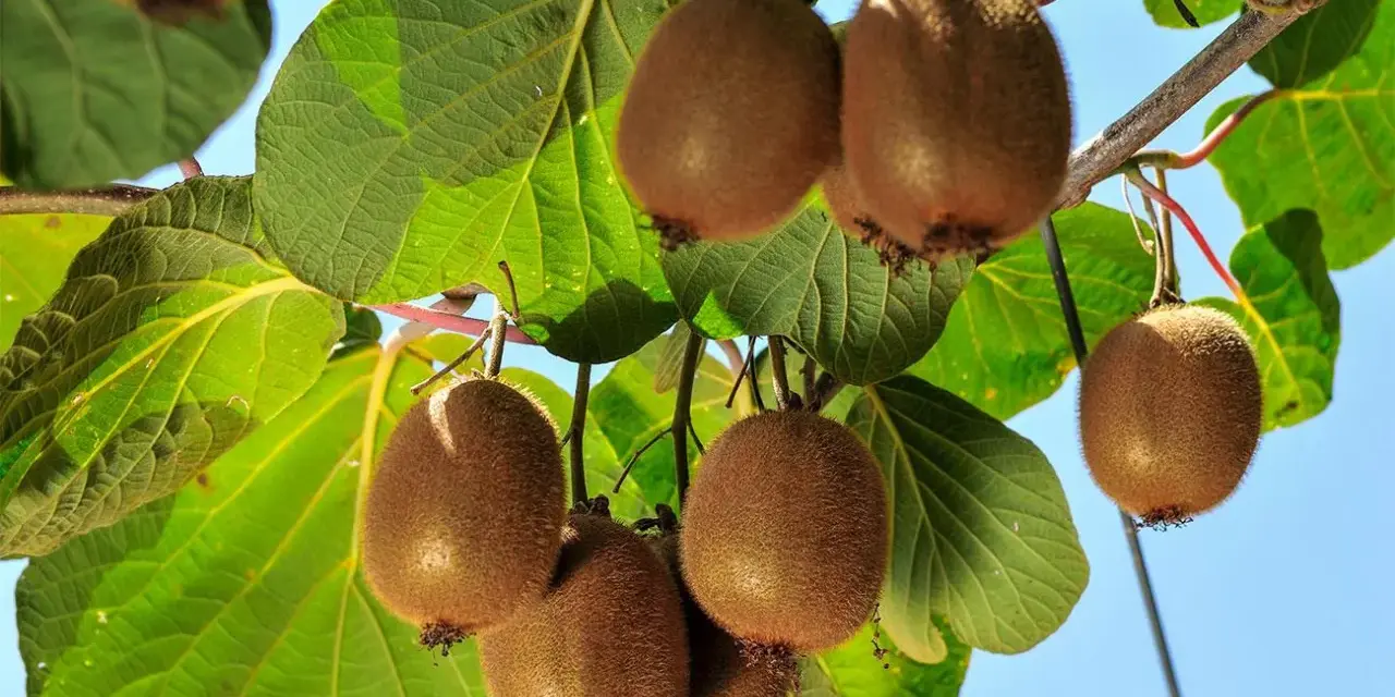 Kiwi maturi pendono dai rami, pronti per la potatura. Foglie verdi e cielo azzurro fanno da sfondo a questi frutti pelosi.