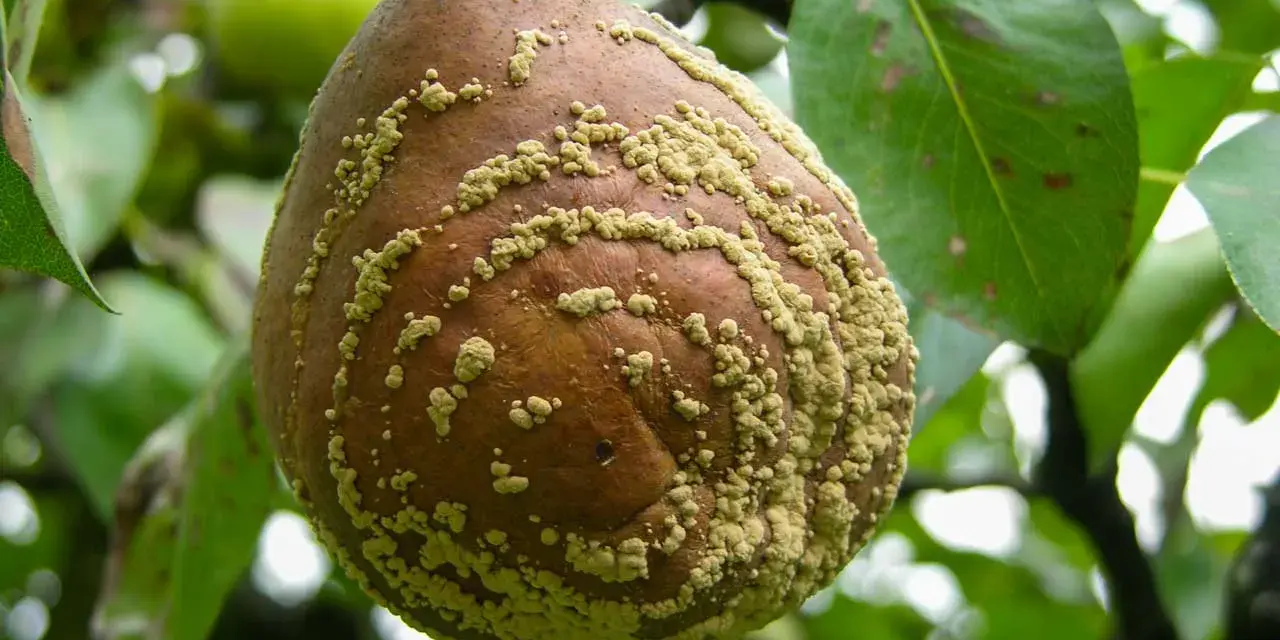 Pera colpita da monilia, con macchie giallastre. Si cerca un monilia trattamento biologico per salvare il raccolto.