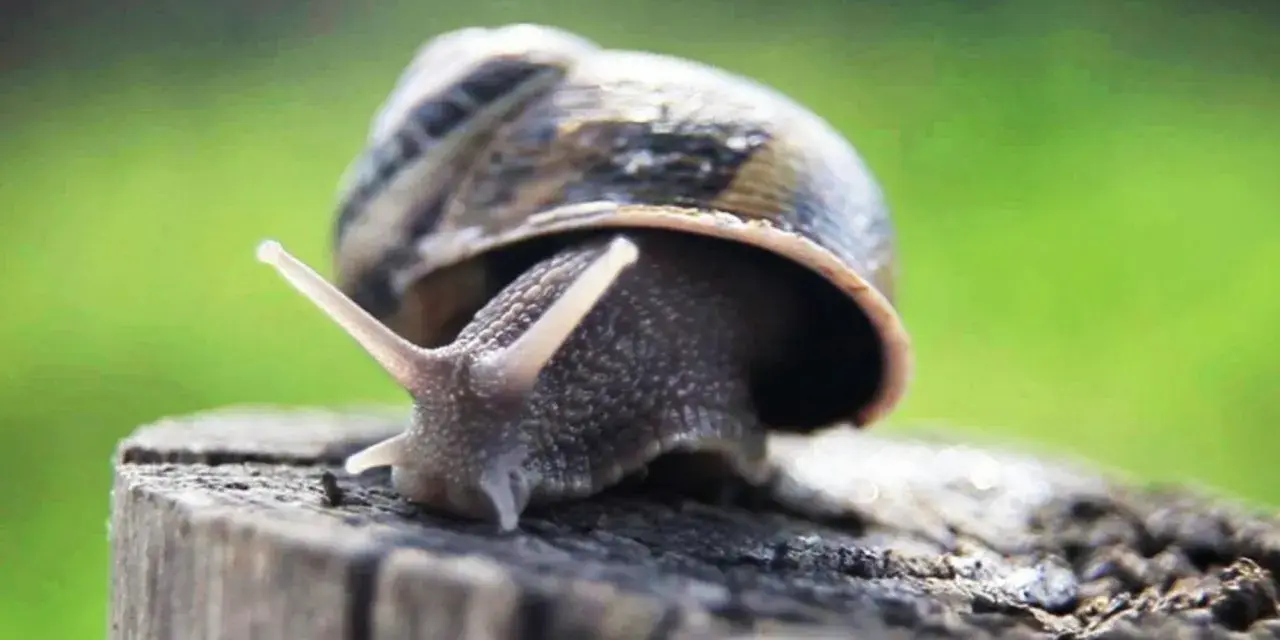 Una lumaca di terra, tra tutti i tipi di lumache, si affaccia da un tronco.