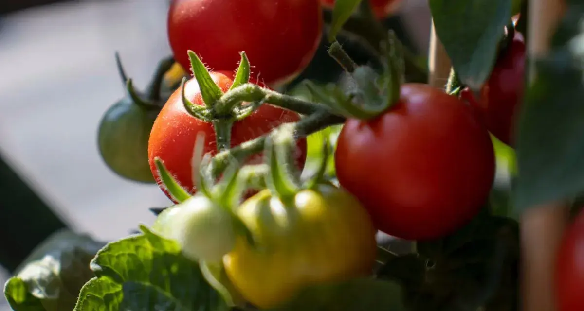 Pomodori maturi e acerbi, un tripudio di ortaggi estivi che promettono sapori succosi.