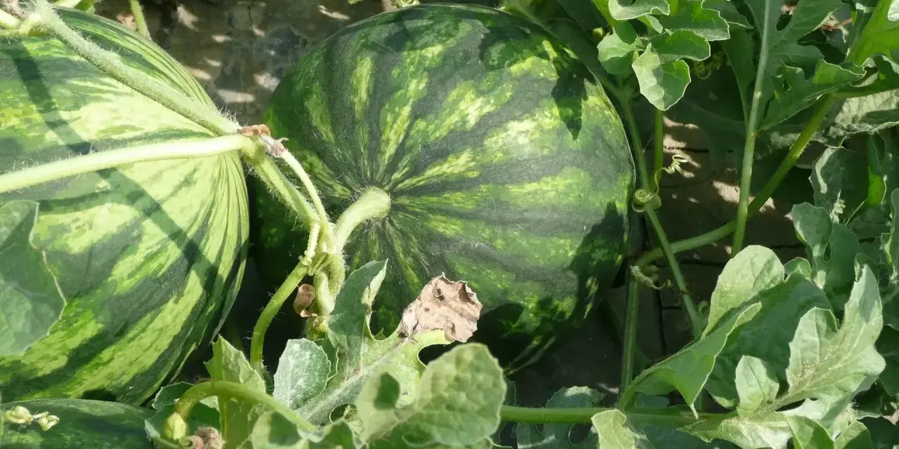 Angurie verdi a strisce scure, pronte per essere raccolte. Chissà a quanti mesi sono?