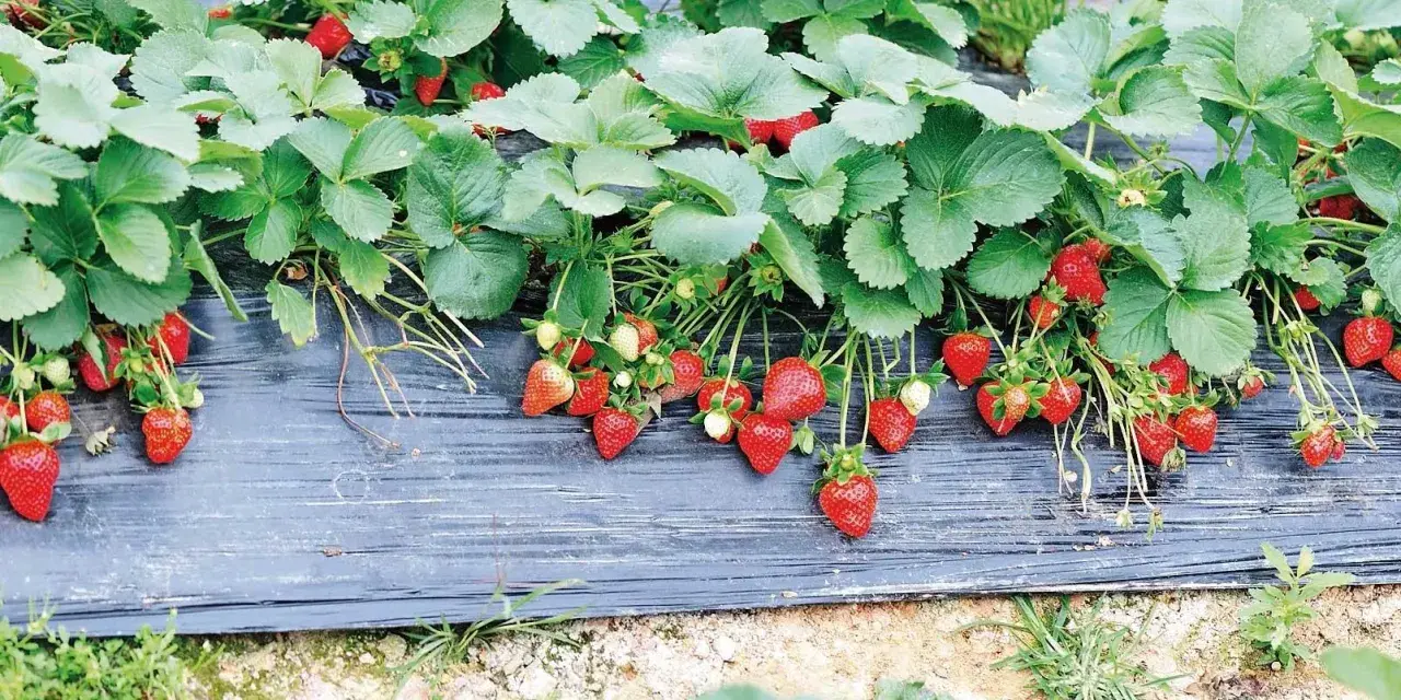 Fragole mature e verdi pendono da piante rigogliose su telo nero, un metodo efficace per come piantare le fragole con il telo.