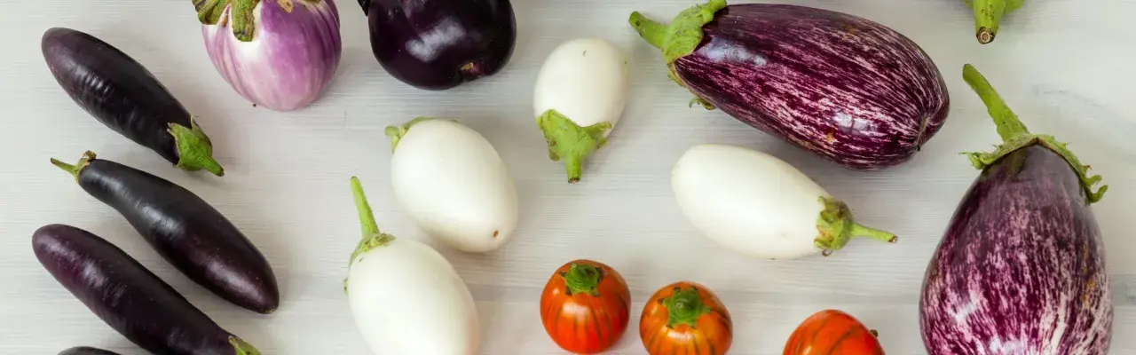 Una varietà di melanzane: lunghe e viola scuro, bianche ovali, striate viola e bianche, e piccole tonde arancioni.