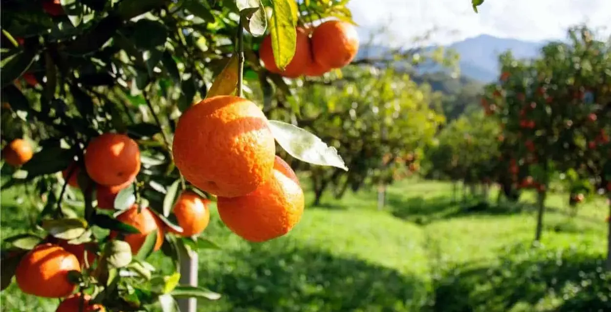 Aranci maturi pendono dai rami in un agrumeto, pronti per la raccolta. La potatura arancio è essenziale per la salute degli alberi.