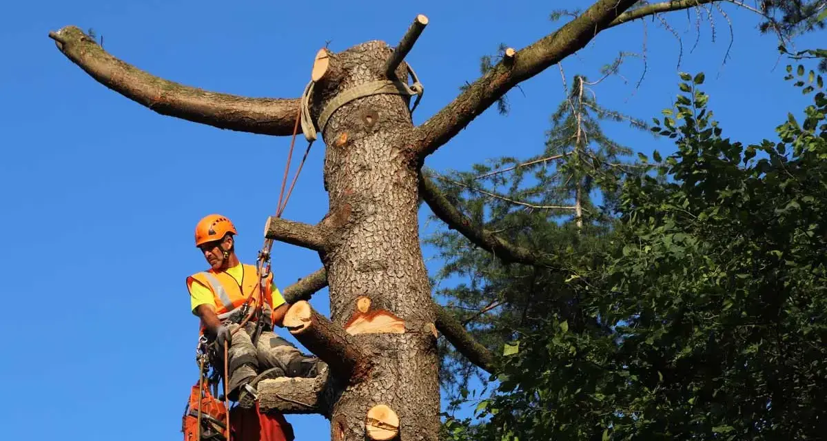 Un arboricoltore esperto è impegnato a potare alberi alti, assicurando la sicurezza e la salute della vegetazione.