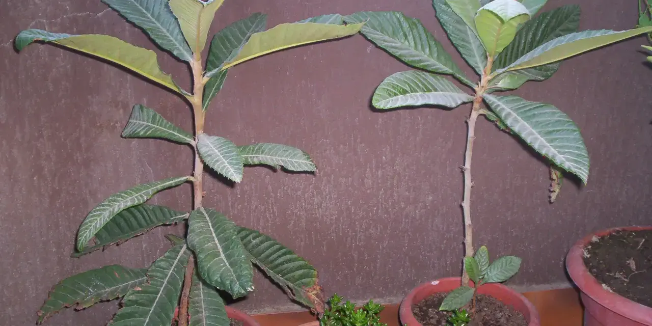 Due nespoli nati da seme fruttificano su un balcone, con foglie verdi e rigogliose.