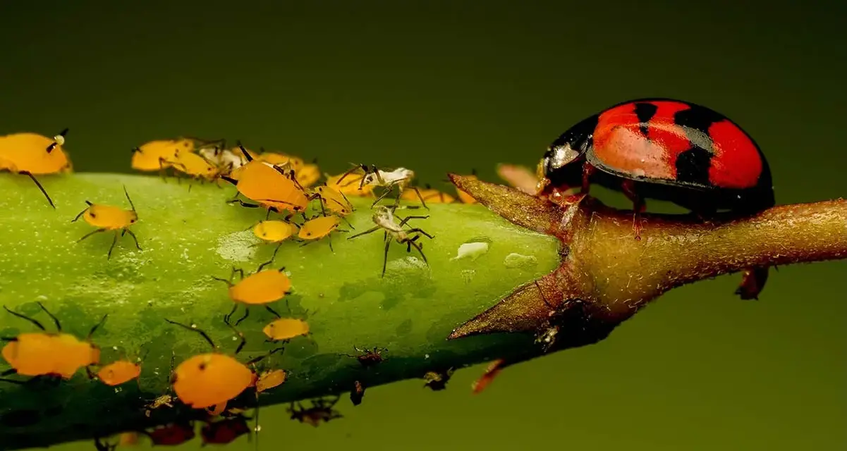 Coccinella rossa su un ramo verde, circondata da vari tipi di afidi gialli e neri.