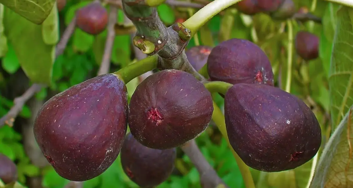 Fichi viola maturi pendono da una pianta di fico in vaso, pronti per essere raccolti.