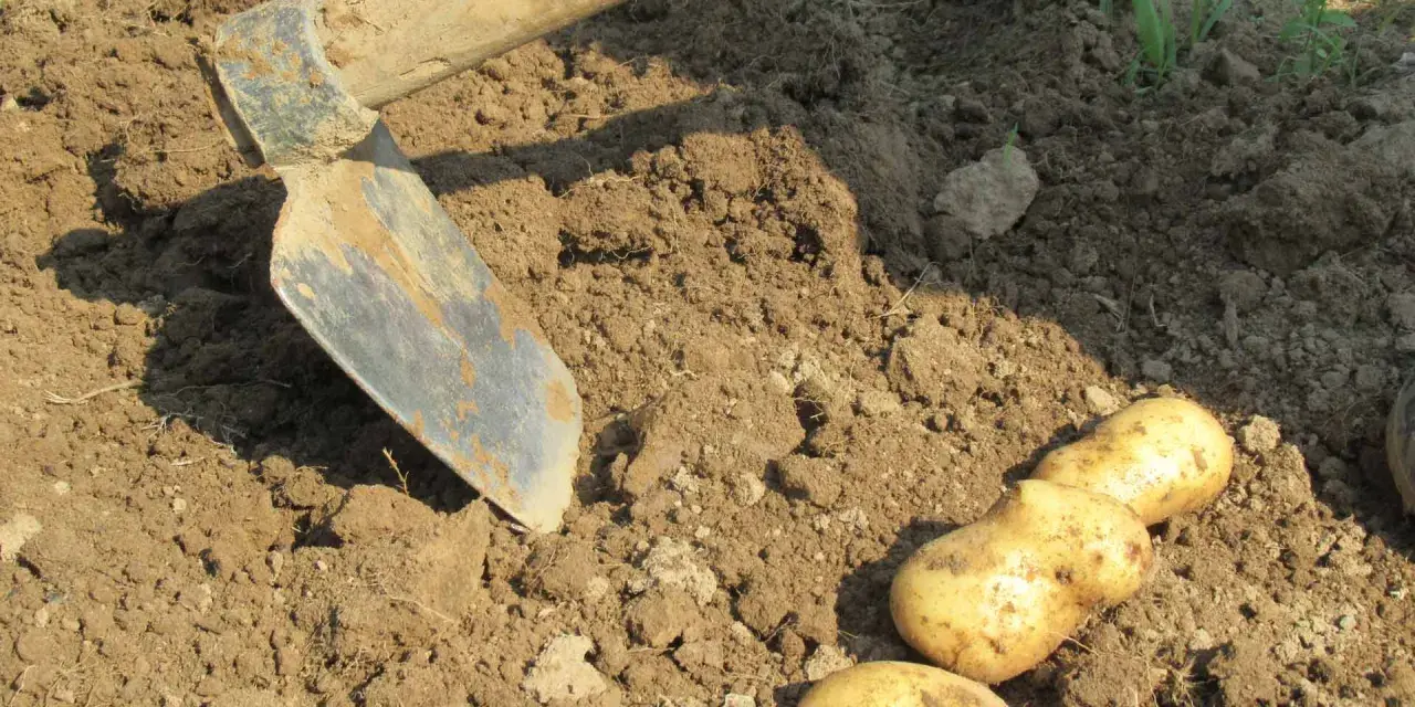 Zappa e patate appena raccolte dal terreno. Un momento di lavoro e soddisfazione quando si raccolgono le patate.