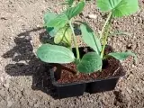 Piantine di melanzane in vasetto, pronte per il trapianto. Il periodo melanzane è iniziato, con queste giovani piantine che promettono un raccolto abbondante.