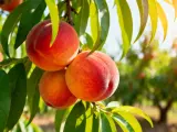 Tre pesche mature e succose pendono da un ramo, pronte per essere raccolte. Il sole illumina le foglie verdi e i frutti, creando un'atmosfera calda e invitante. Questo **pesco in vaso** promette un raccolto delizioso.