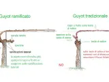 Confronto tra Guyot ramificato e tradizionale. Il ramo di vite nel Guyot ramificato è più produttivo.