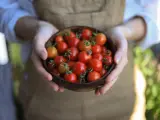 Mani che tengono una ciotola di pomodorini freschi, un invito a scoprire i trucchi per coltivare pomodori succosi e saporiti.