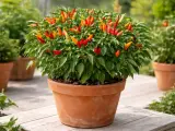 Un cespuglio rigoglioso di peperoncini Capsicum frutescens, con frutti rossi, arancioni e gialli, in un vaso di terracotta su un patio di legno.