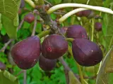 Fichi viola maturi pendono da una pianta di fico in vaso, pronti per essere raccolti.