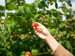 Mano raccoglie un lampone rosso maturo da una pianta in terra. La coltivazione di lamponi è rigogliosa.