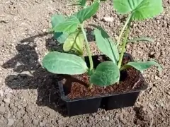 Piantine di melanzane in vasetto, pronte per il trapianto. Il periodo melanzane è iniziato, con queste giovani piantine che promettono un raccolto abbondante.