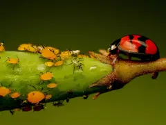 Coccinella rossa e nera su un ramo verde, circondata da afidi gialli e un insetto bianco peloso.
