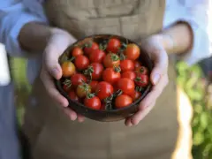 Mani che tengono una ciotola di pomodorini freschi, un invito a scoprire i trucchi per coltivare pomodori succosi e saporiti.