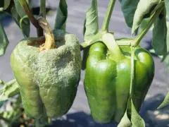 Peperone malato con superficie rugosa e biancastra, a confronto con uno sano e verde. Evidenzia le malattie del peperone.