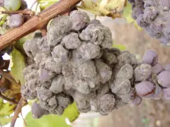 Grappolo d'uva colpito da muffa grigia, con acini viola ricoperti da una polvere biancastra.